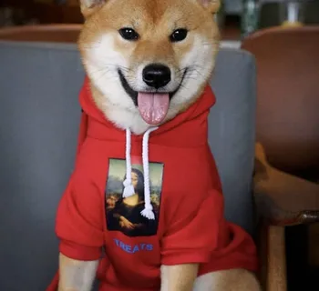 Prekės Pavadinimas Pigūs šunelis megztinis drabužiai Mažas Šuniukas šunų Kailis Hoodies drabužius Čihuahua sweatershirt B979